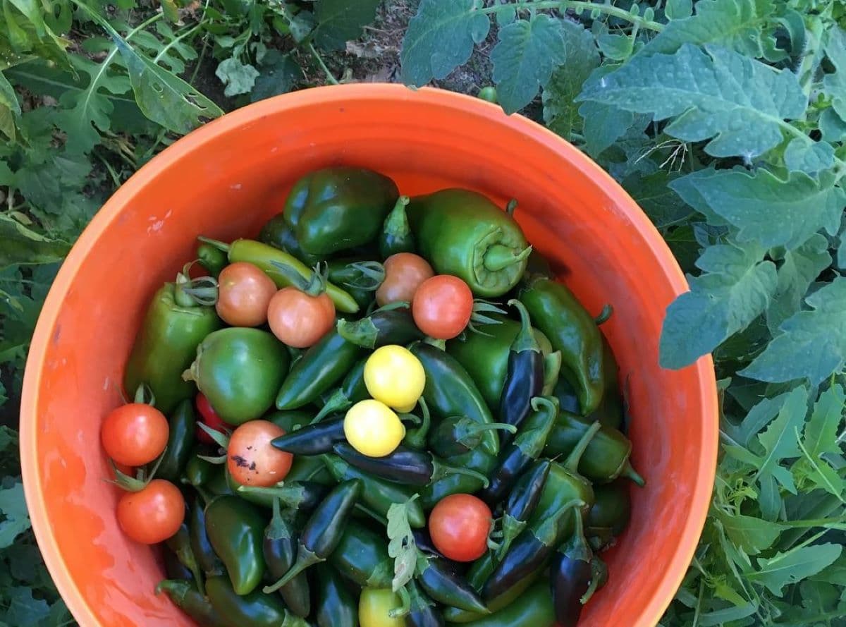 Felicia’s Farm: Growing, Giving & Creating Community in Tucson