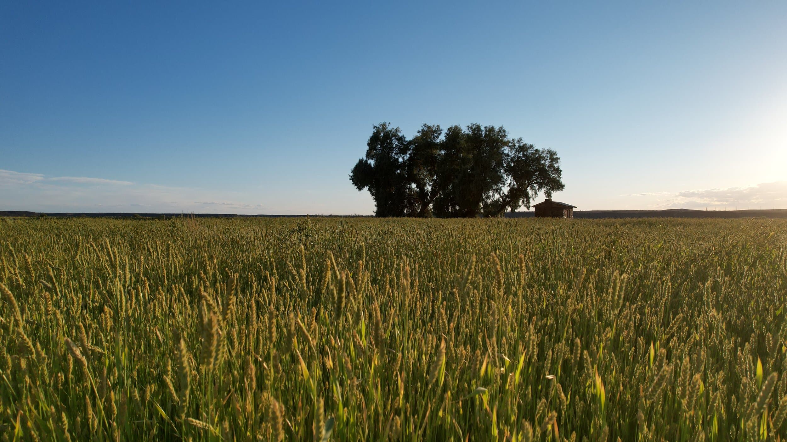 Oatman Farms’ Journey to Regenerative Agriculture in Arizona