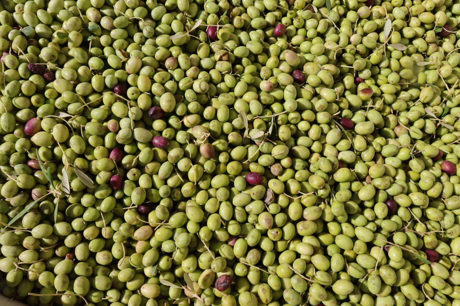 Olivepalooza
