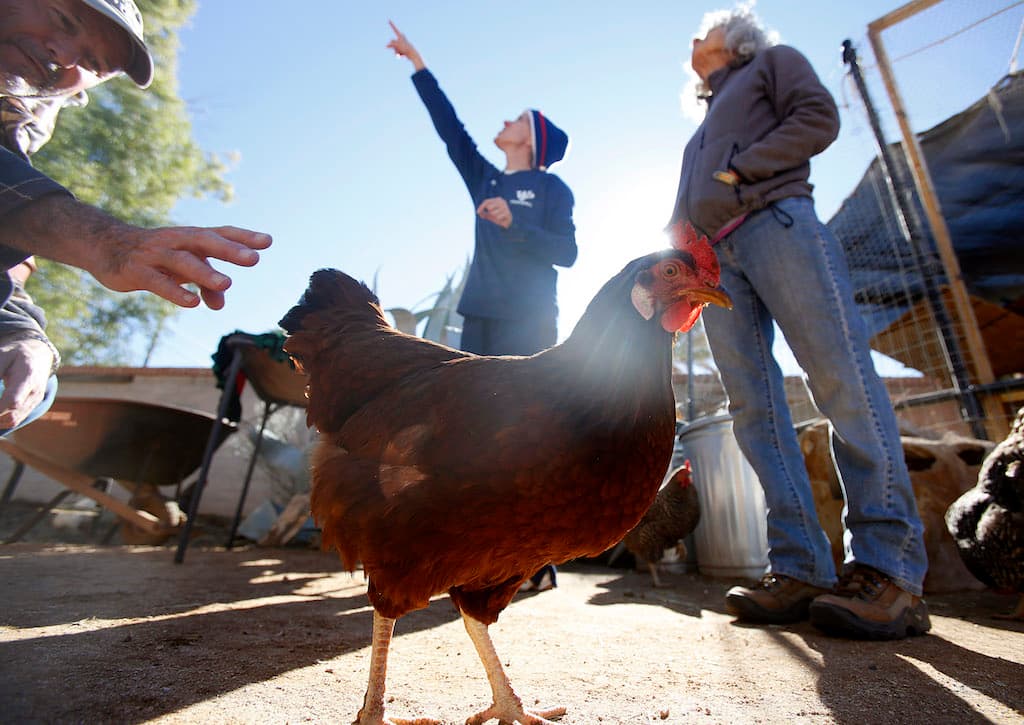 8th Annual Chicken Coop Tour With The Food Conspiracy Co-op Includes Larger Scale Operations