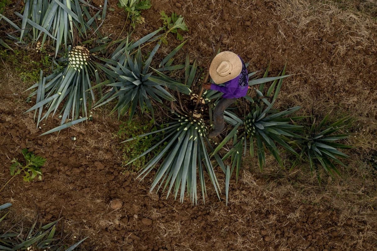 Agave hatching process (Photo courtesy of the Agave Heritage Festival)