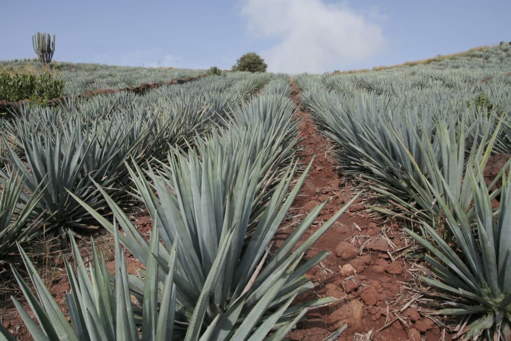 Agave Spirit Tastings, Dinners, Seminars & More at Agave Heritage Festival April 28 – May 7