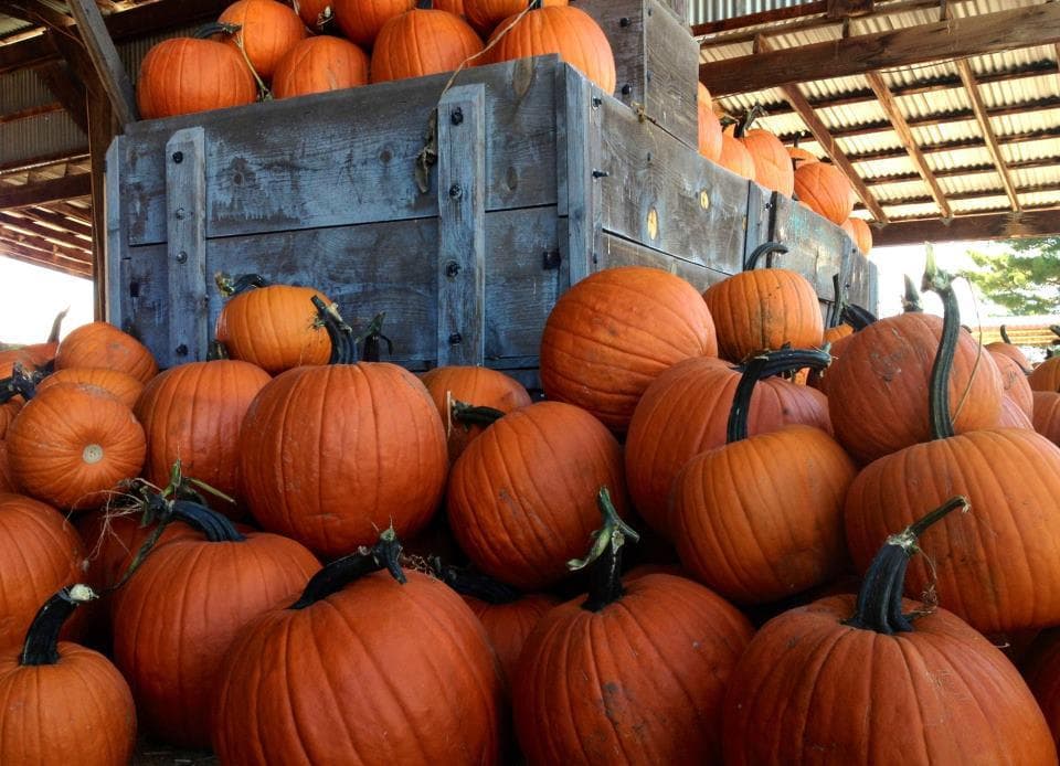 Apples & Pumpkins: Two Upcoming Events at Apple Annie’s