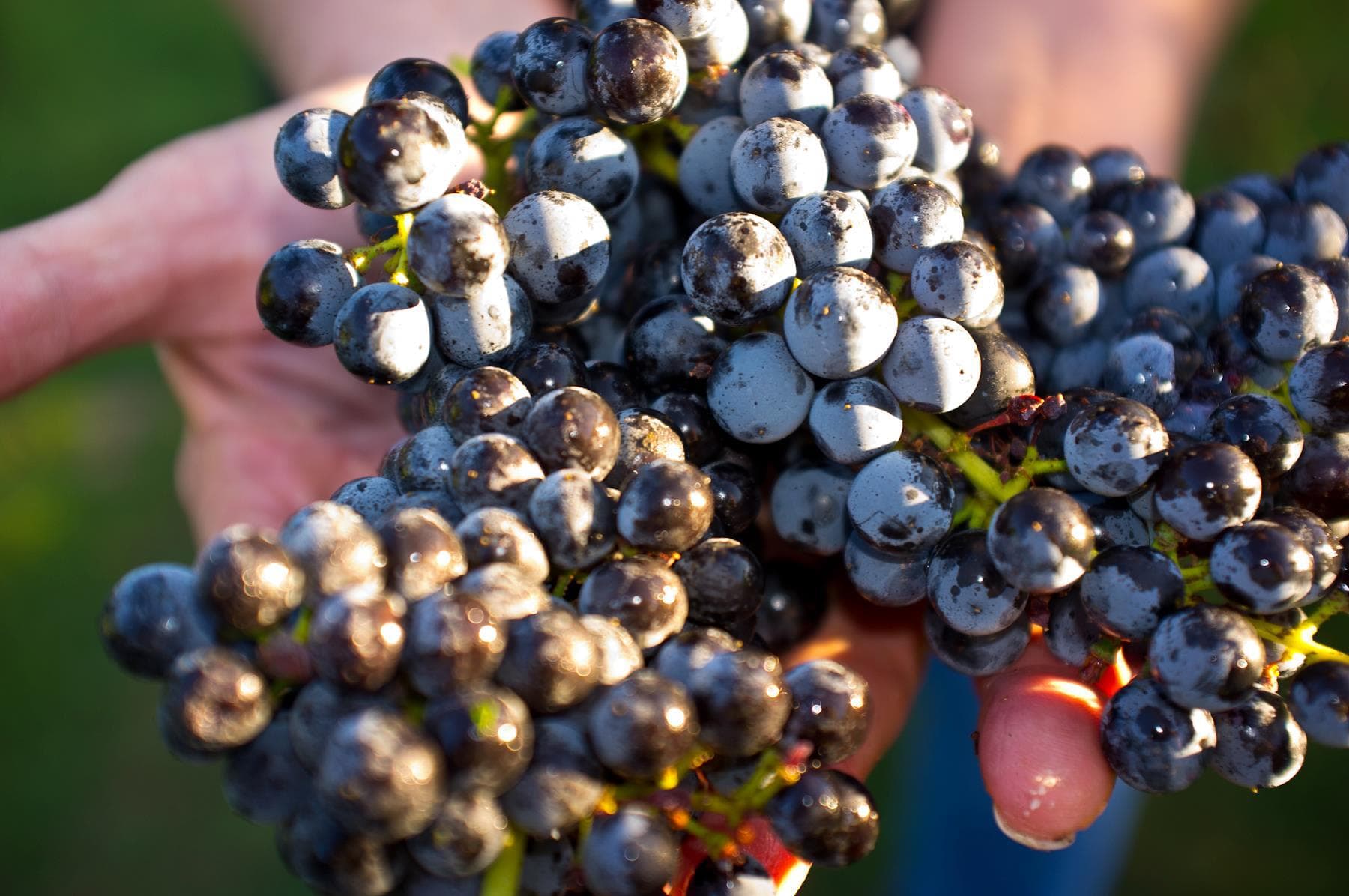 Arizona Stronghold Vineyards Seeking Temp Full-Time Cellar Workers