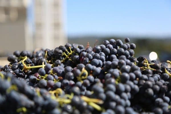 7th Annual Southeast Arizona Wine Growers & Music Festival