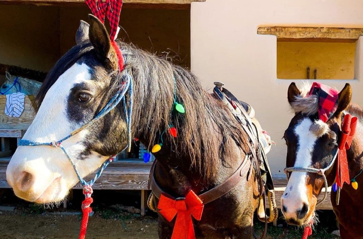 Christmas in July 2024: Foodie Deals & Events in Tucson