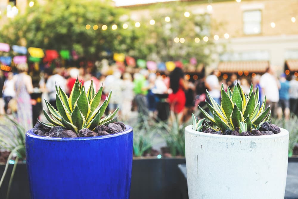 (Credit: The Agave Heritage Festival)