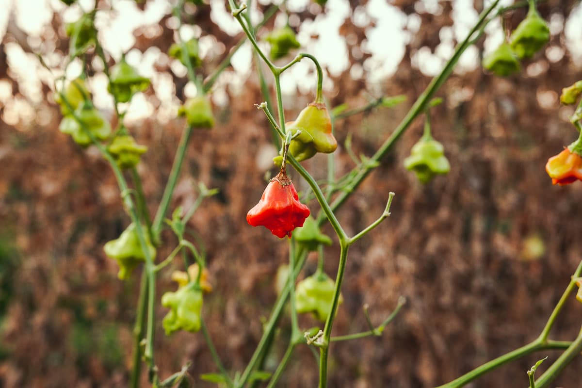 Peppers at the farm for 5 Points Market & Restaurant