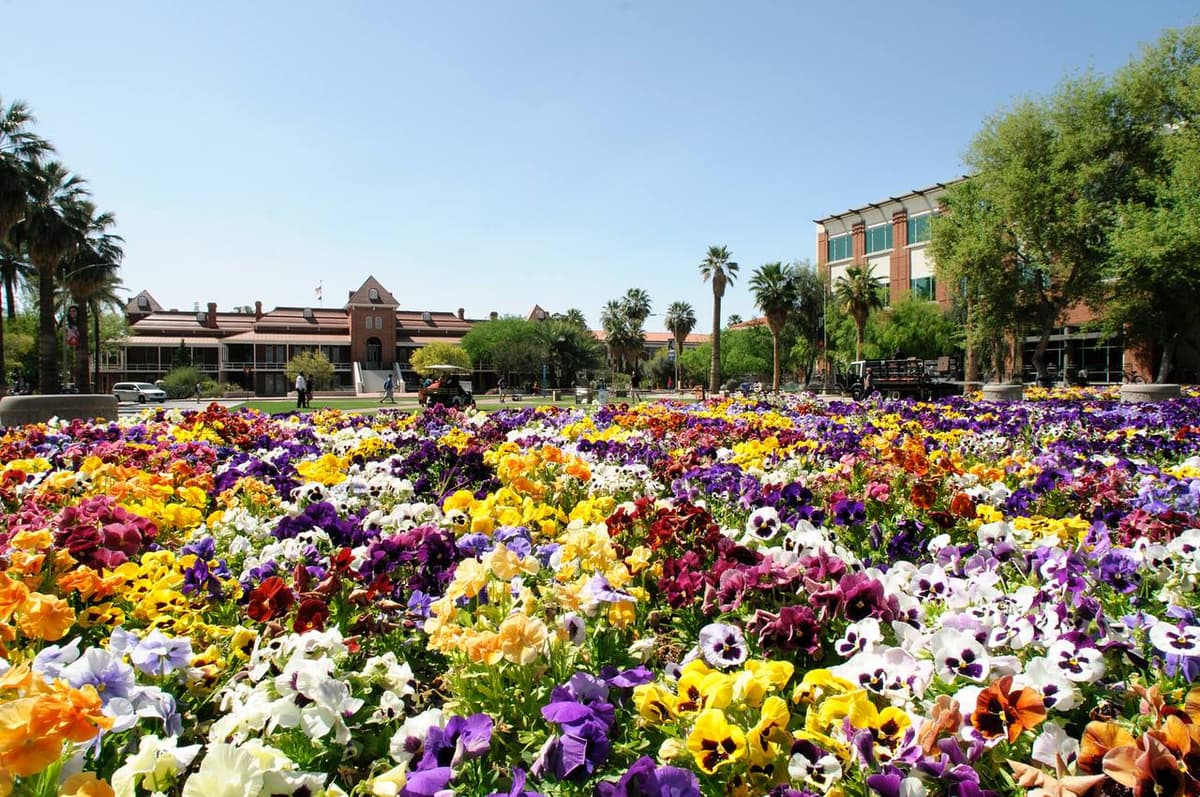 (Credit: The University of Arizona)