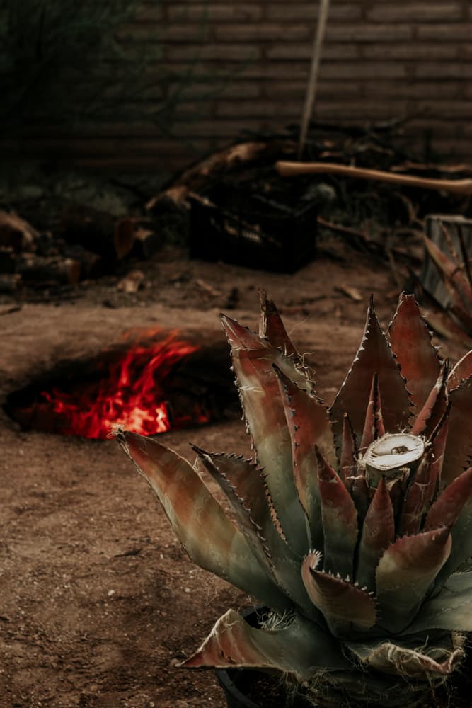 Agave roasting at Mission Garden (Photo courtesy of the Agave Heritage Festival)