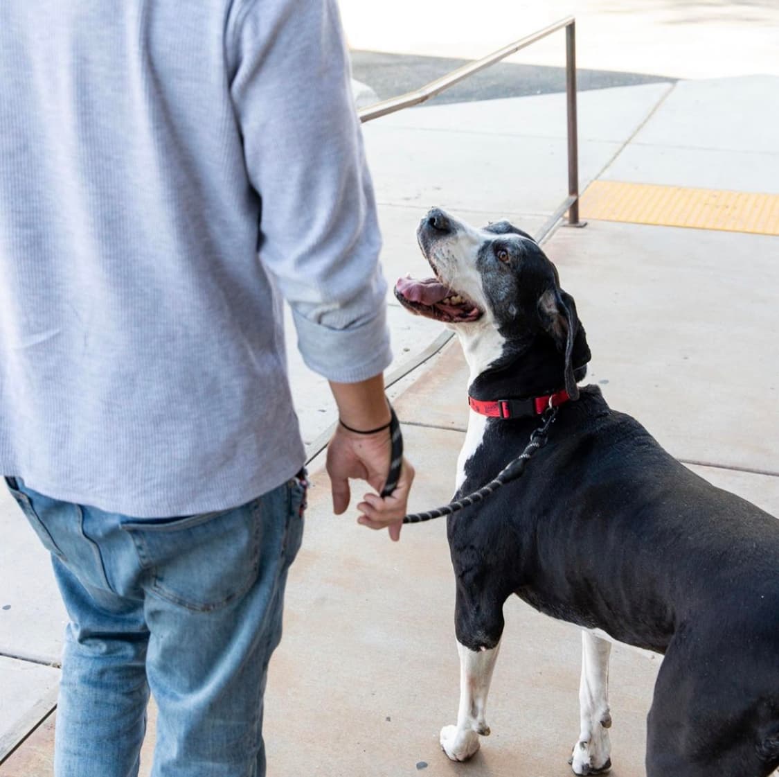 Barks & Brews (Photo courtesy of Barrio Brewing Company on Instagram)
