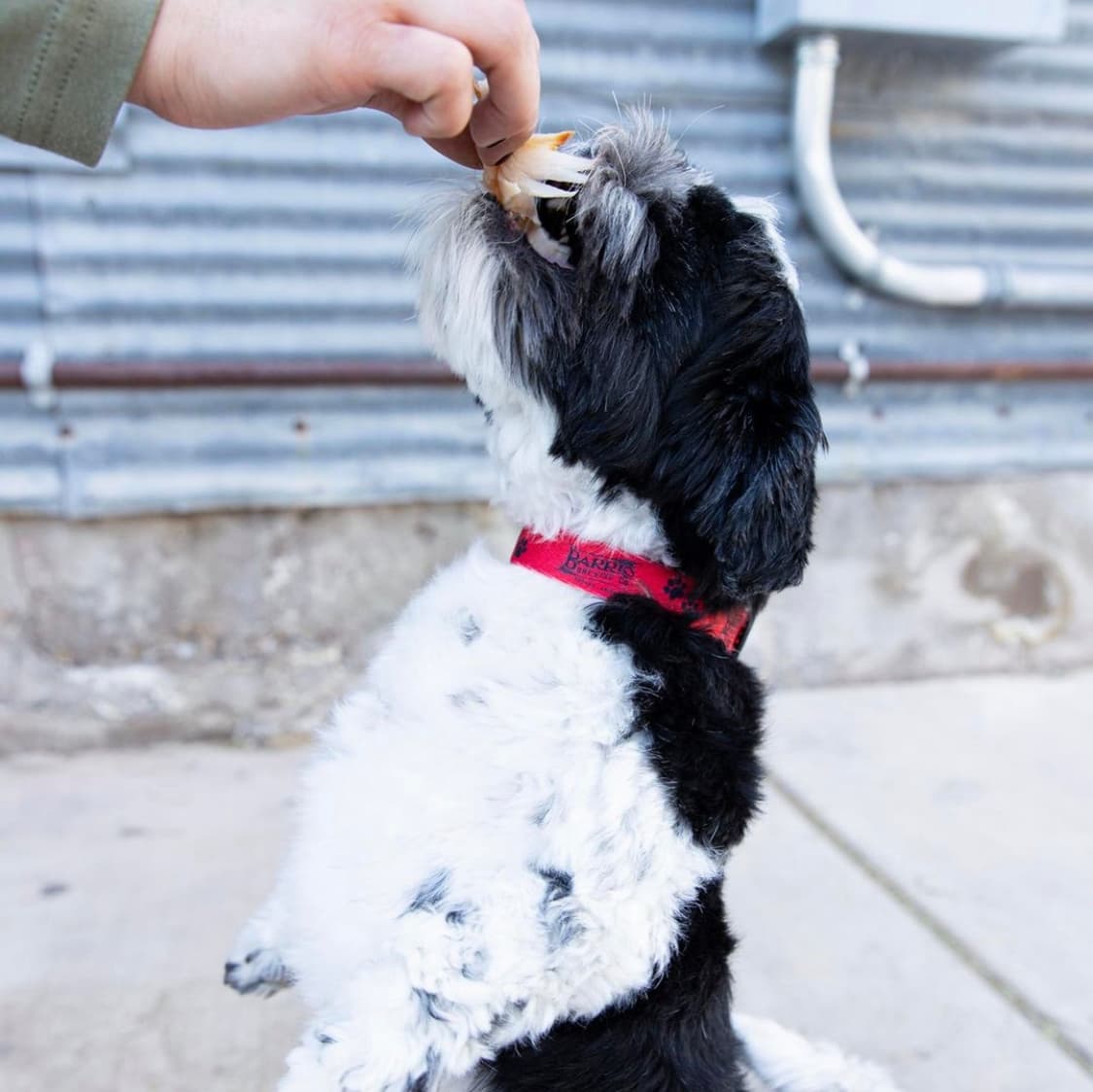 Barks & Brews (Photo courtesy of Barrio Brewing Company on Instagram)