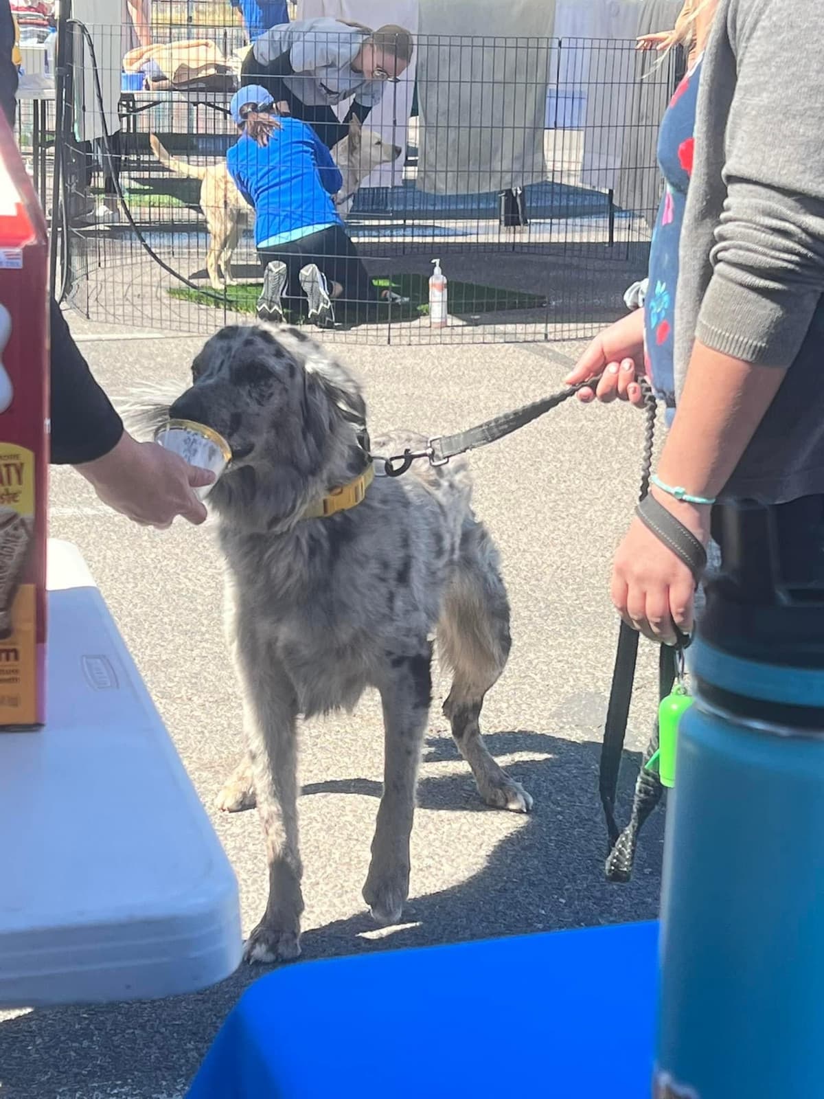 Barks & Brews (Photo courtesy of Friends of PACC on Facebook)