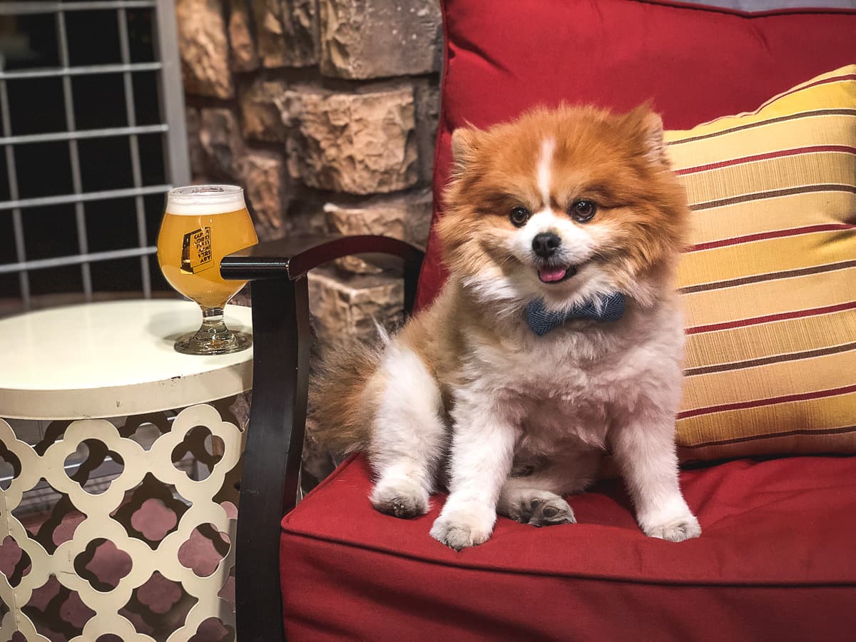 Ender the Pomeranian at Caps & Corks