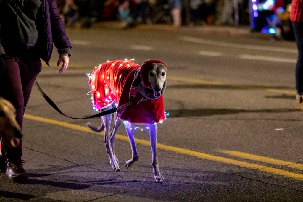 a dog carrying a bag walking down the street