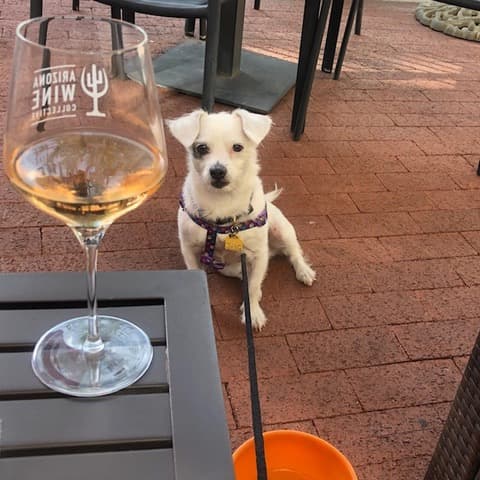 Madeleine, the author’s dog, at Arizona Wine Collective (Photo by Edie Jarolim)