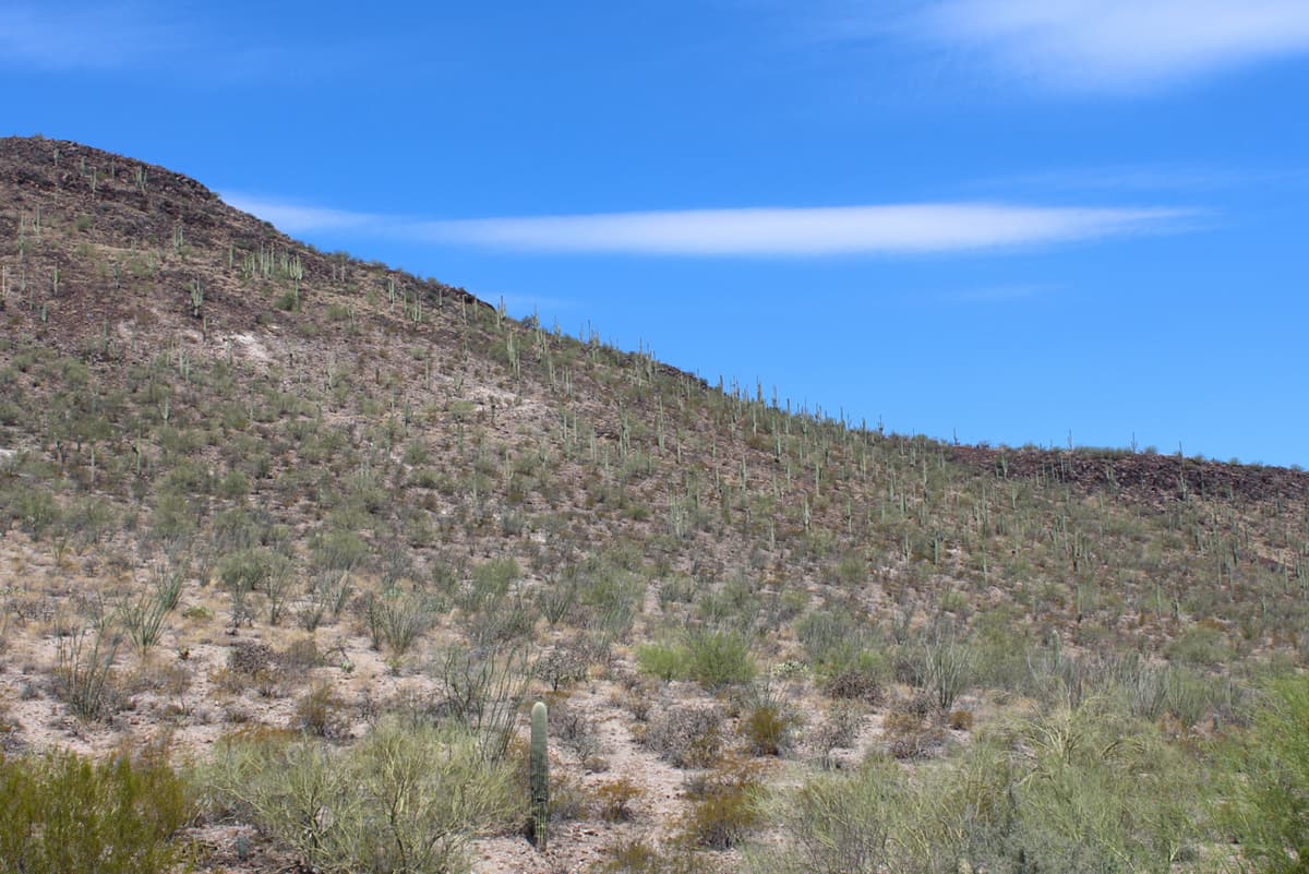 Tumamoc Hill (Credit: Kristin Tovar)