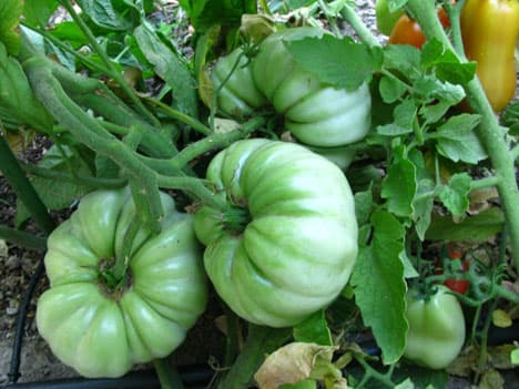 Green Heirloom Brandywine Tomatoes Green Heirloom Brandywine Tomatoes