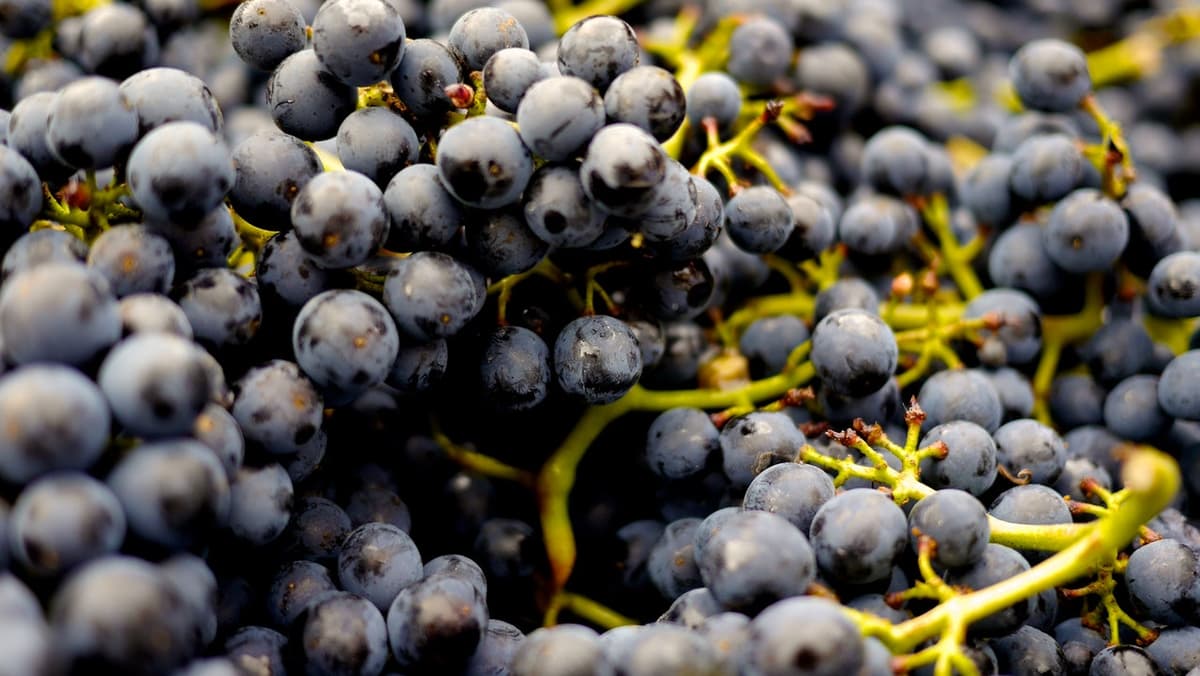Grapes