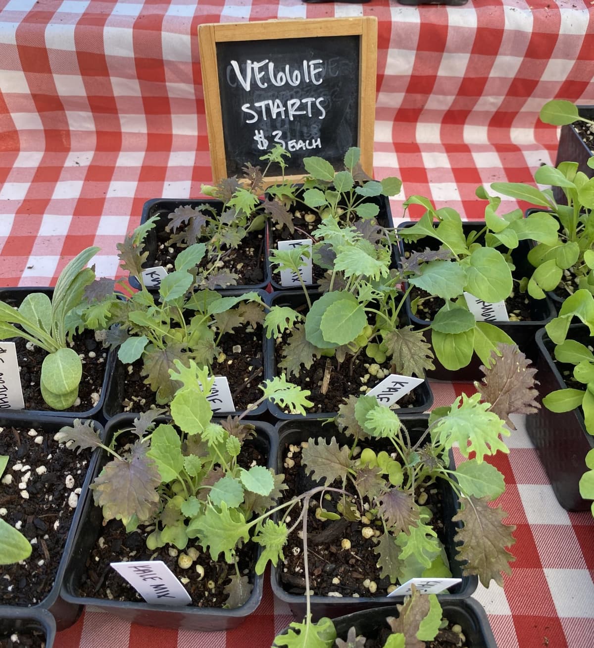 Heirloom Farmers Market at Rillito Park (Photo by Rita Connelly)