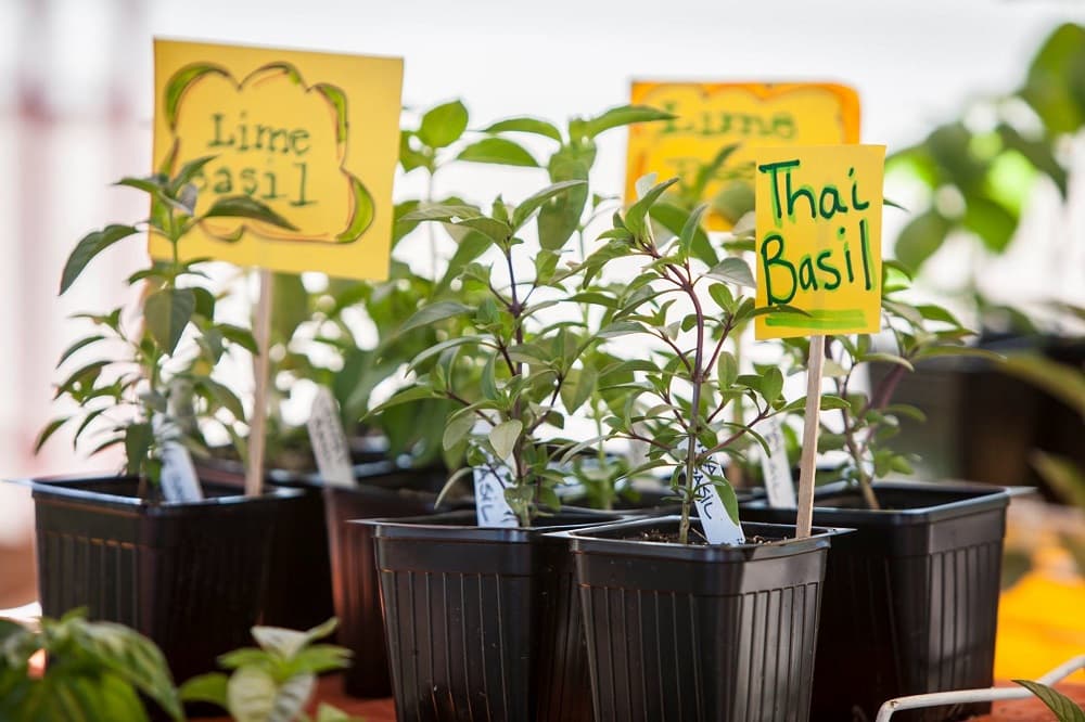(Credit: Heirloom Farmers Markets)