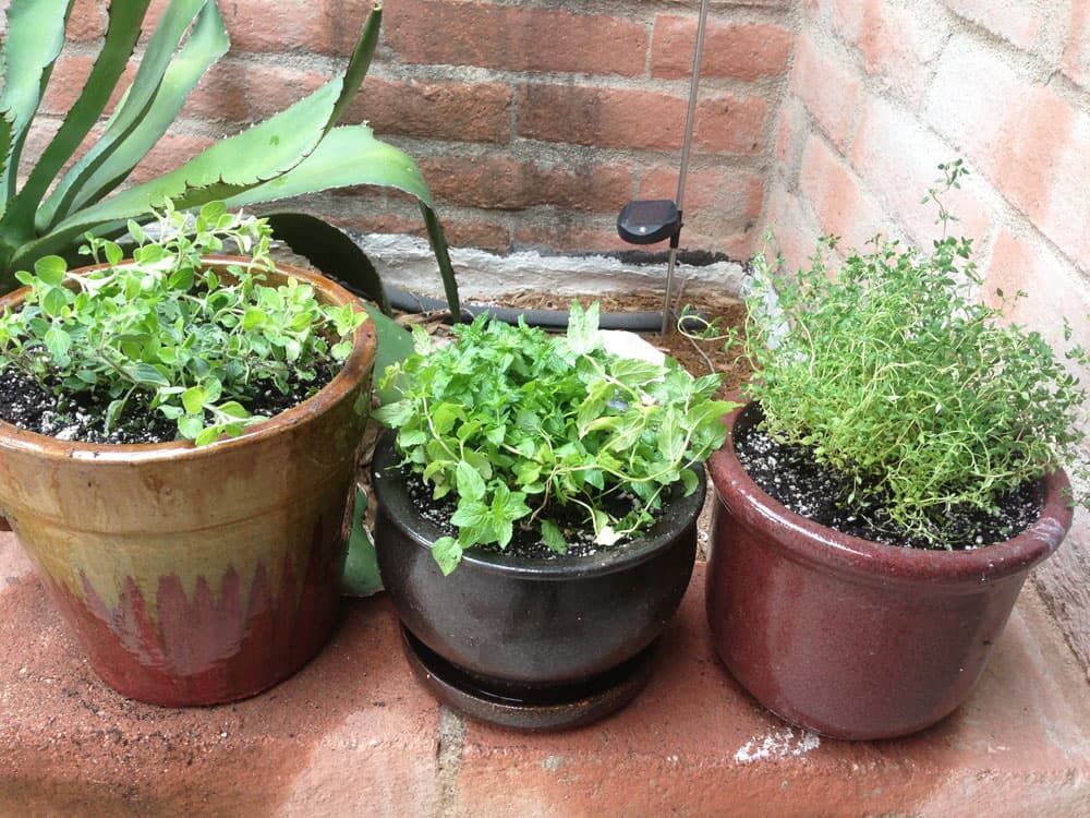 Tucson Foodie Herbs Tucson Foodie Herbs