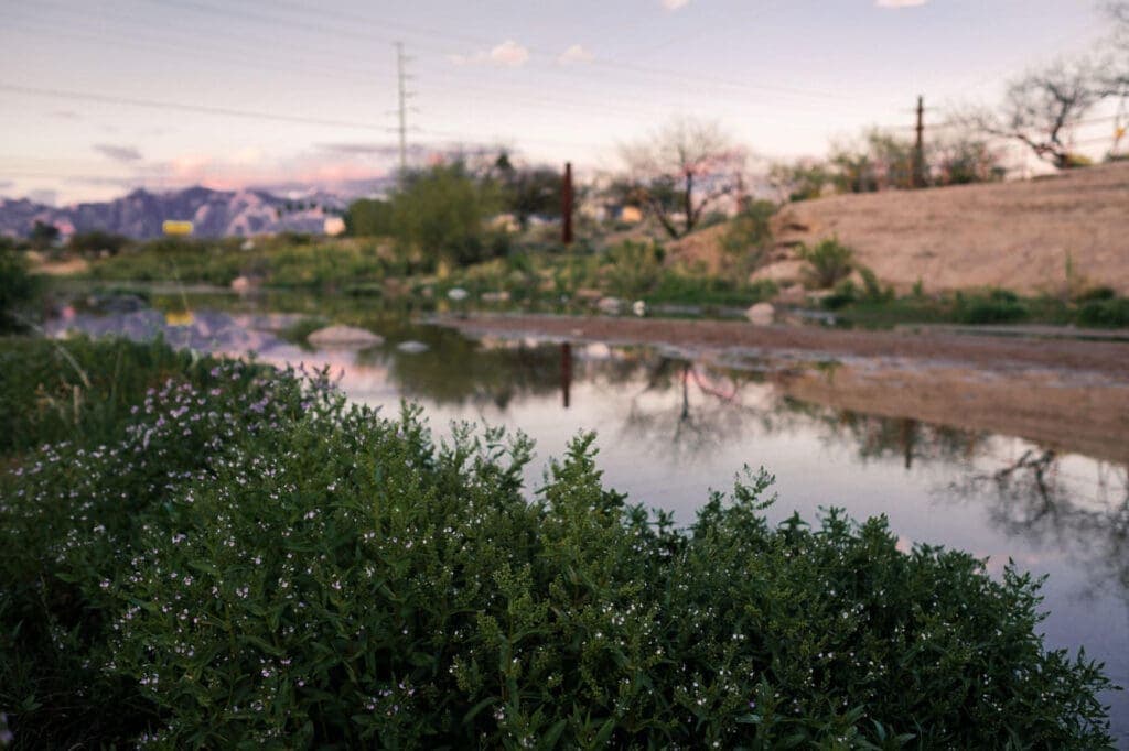 a group of bushes in a body of water