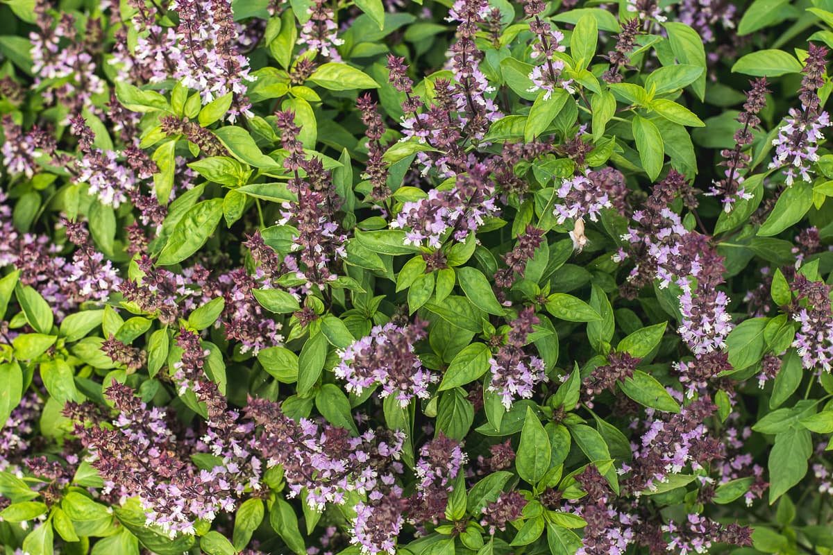 Thai basil at Merchant's Garden (Credit: Jackie Tran)