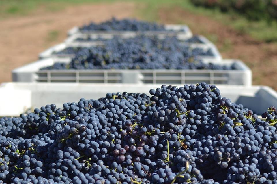 Carlson Creek Vineyard Expansion