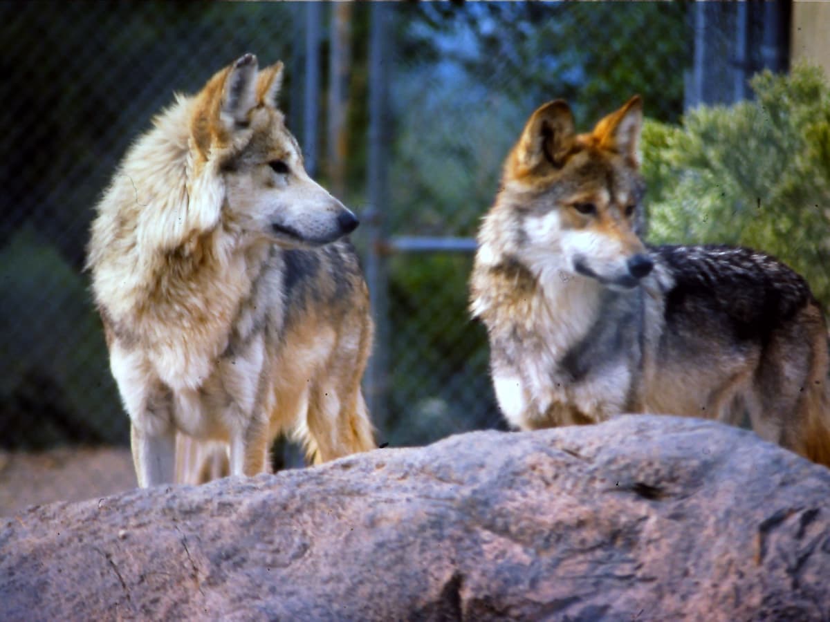 Arizona-Sonora Desert Museum
