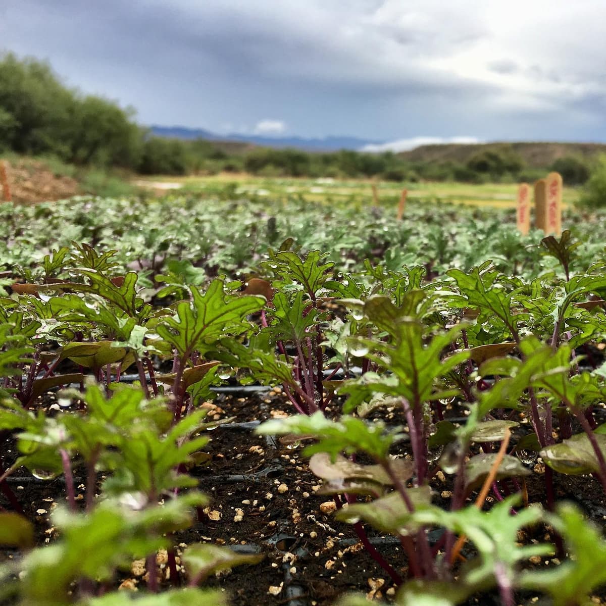Aravaipa Creekside Growers