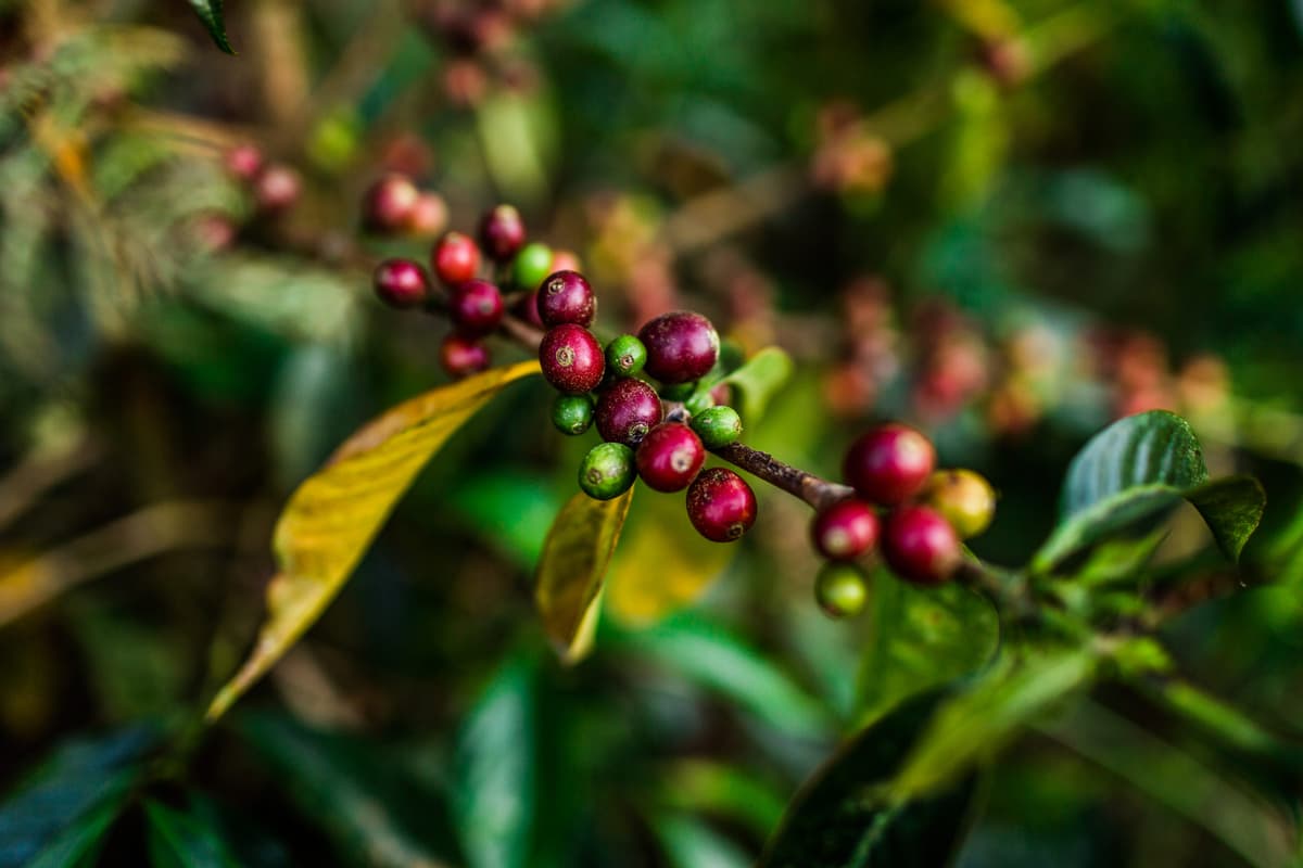 Coffee bean farming