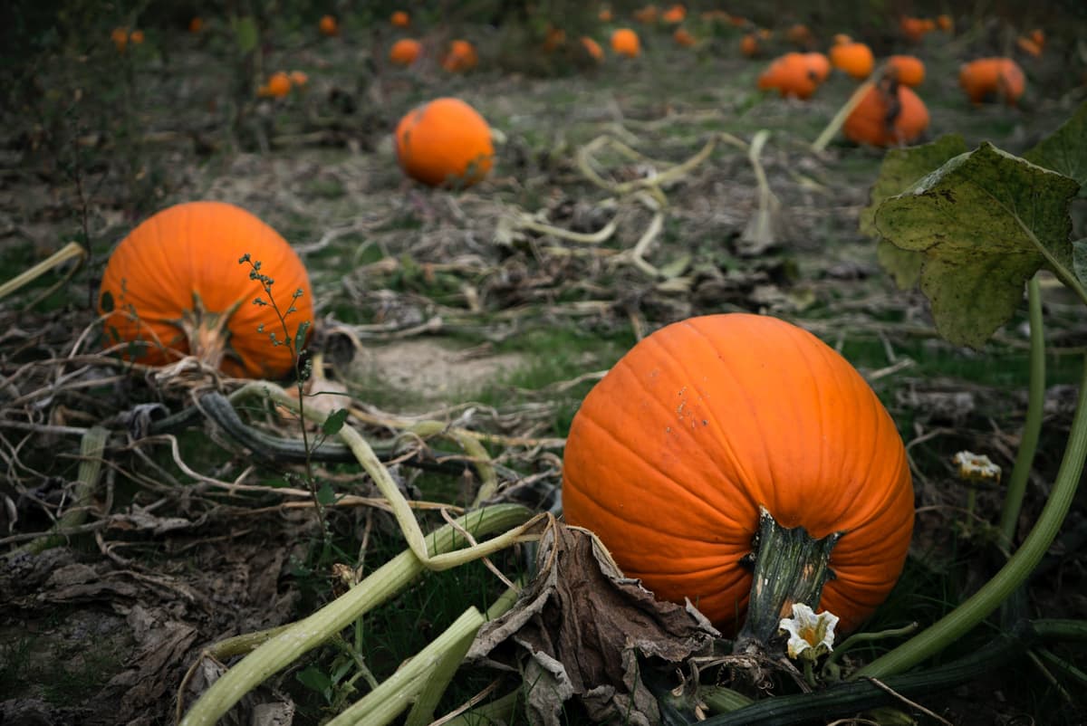 Pumpkin patch (Photo by Robert Schrader)