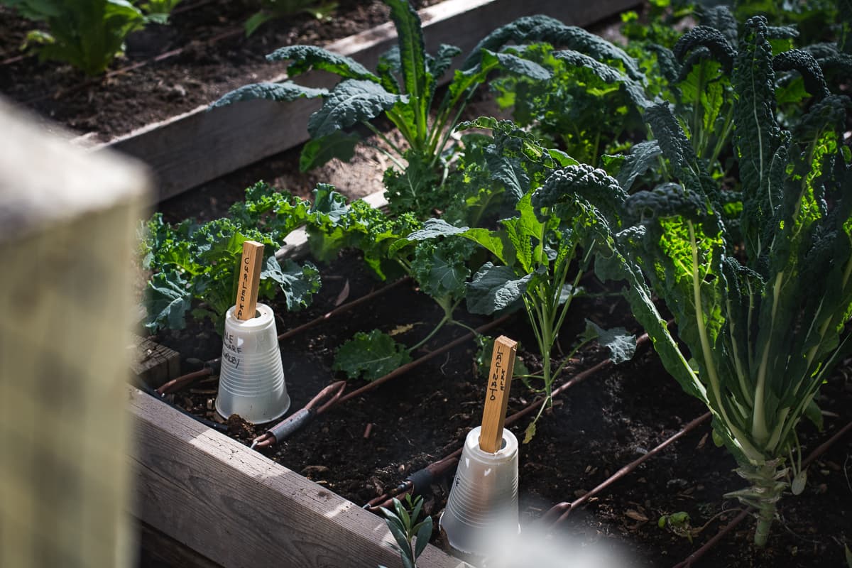 Garden at Queen Creek Olive Mill (Credit: Jackie Tran)