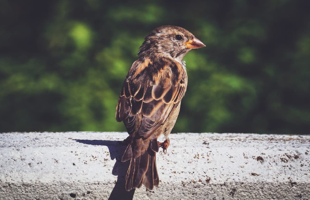 Birds Aren't Real