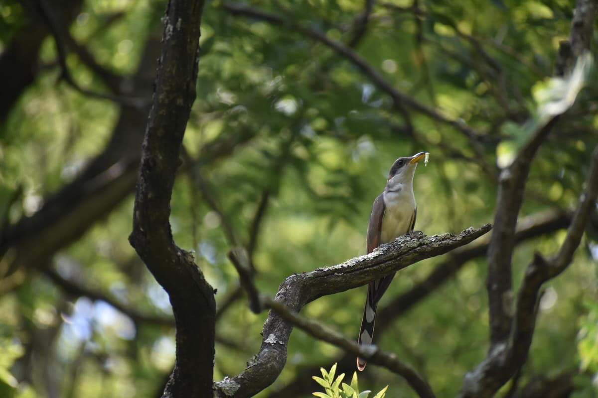 Yellow-billed Cuckoo