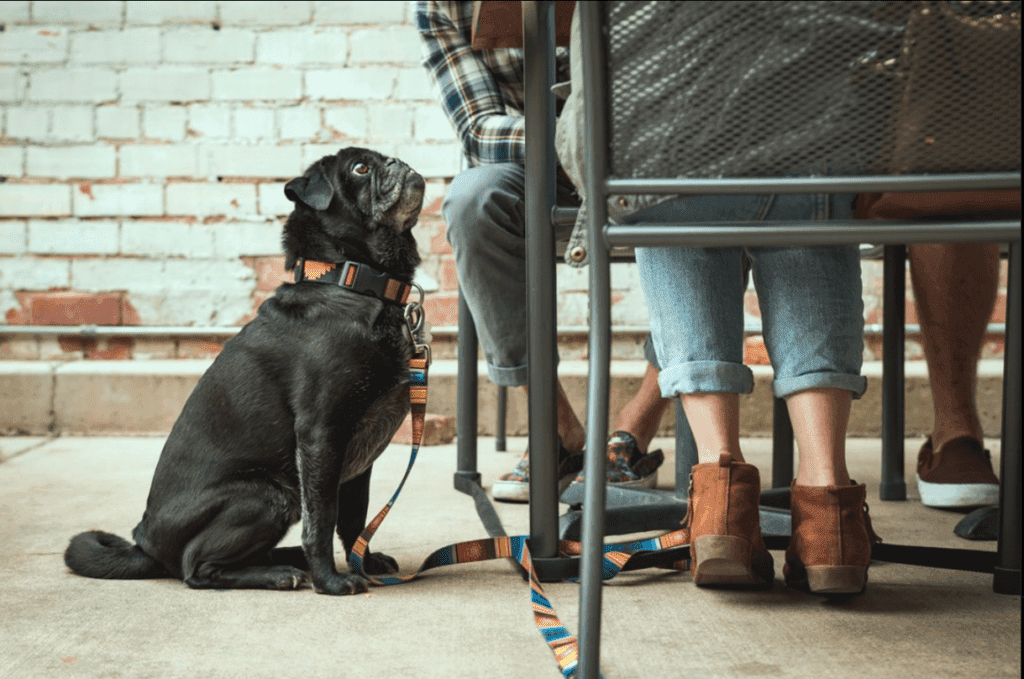 a dog sitting on a chair