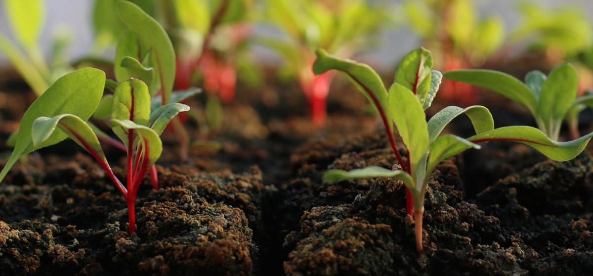 UA Community and School Garden Program