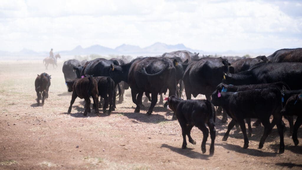 a herd of cattle standing on top of a dirt field