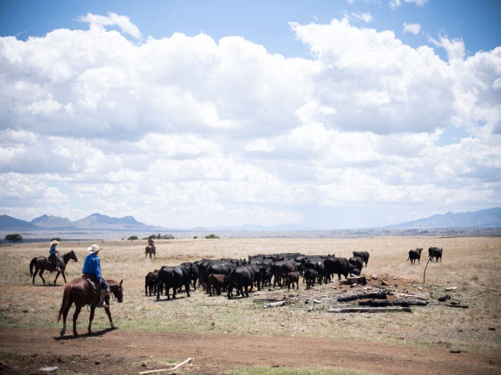 a herd of cattle standing on top of a sandy beach