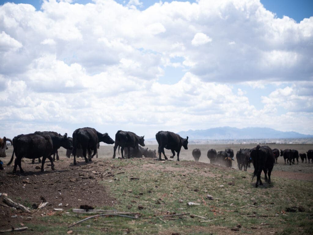 a herd of cattle walking across a dry grass field