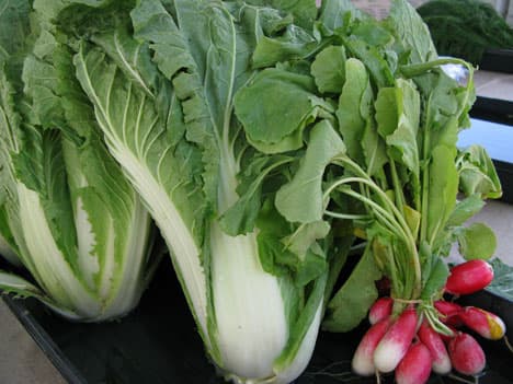 sleeping-frog Bok Choy and radishes from Sleeping Frog Farms