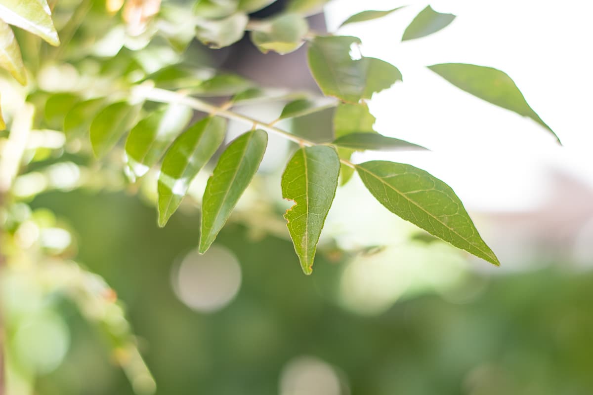 Curry leaves in Amjaad Jhad's backyard (Credit: Jackie Tran)