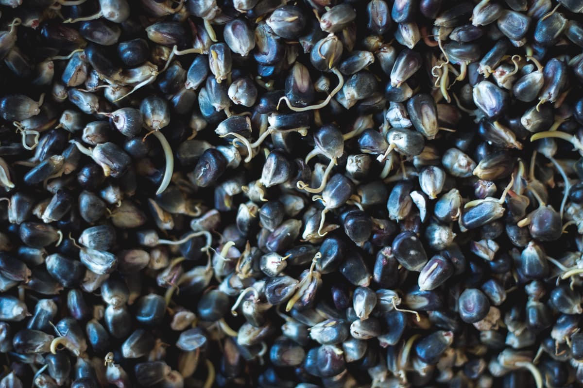 Blue corn mash at Town Under Black Distillery (Credit: Jackie Tran)