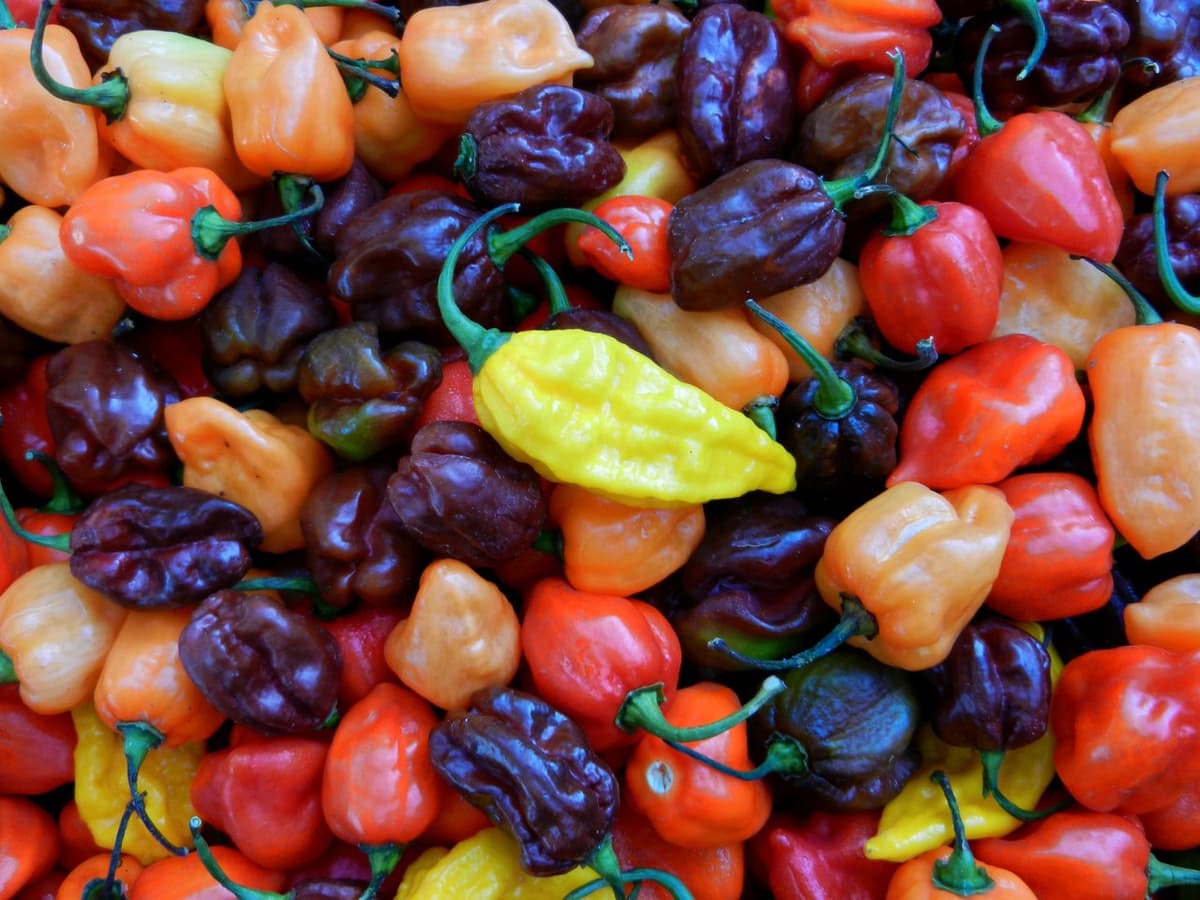 (Photo courtesy of Avalon Gardens)