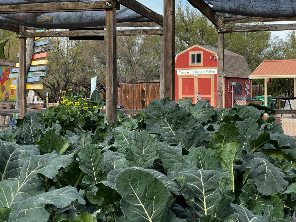 Photo courtesy of Tucson Village Farm