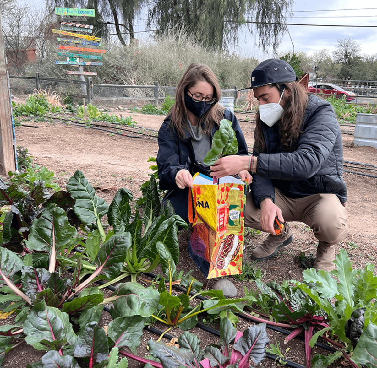 Tucson Village Farm
