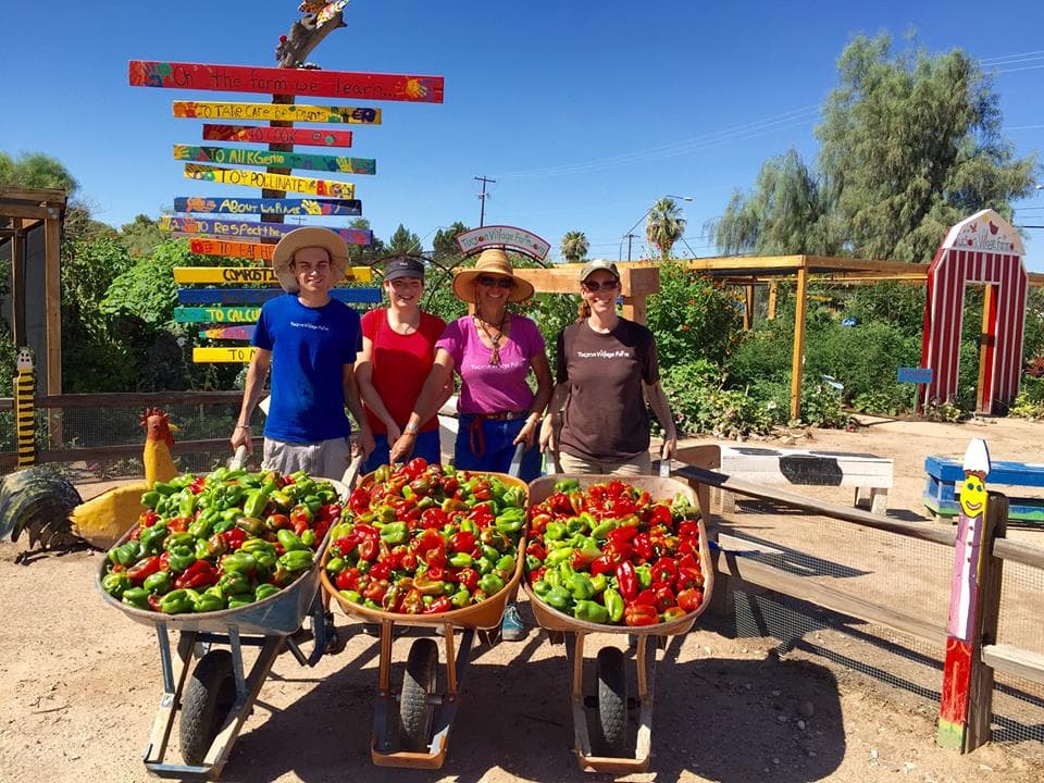 harvesting peppers (Photo Credit: Tucson Village Farm)