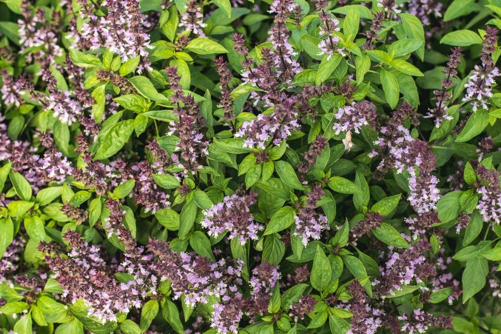 Thai basil (Photo by Jackie Tran)