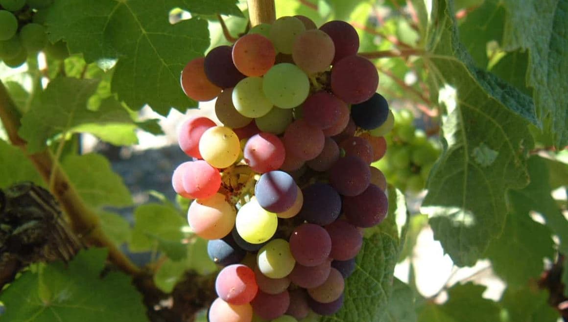 Willcox Wine Country Festival
